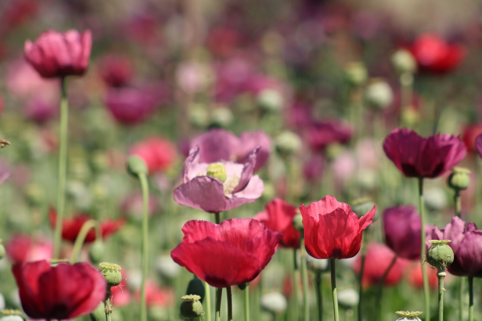 UBICA Y DESTRUYE LA SEDENA UN SEMBRADÍO DE AMAPOLA Y MARIHUANA