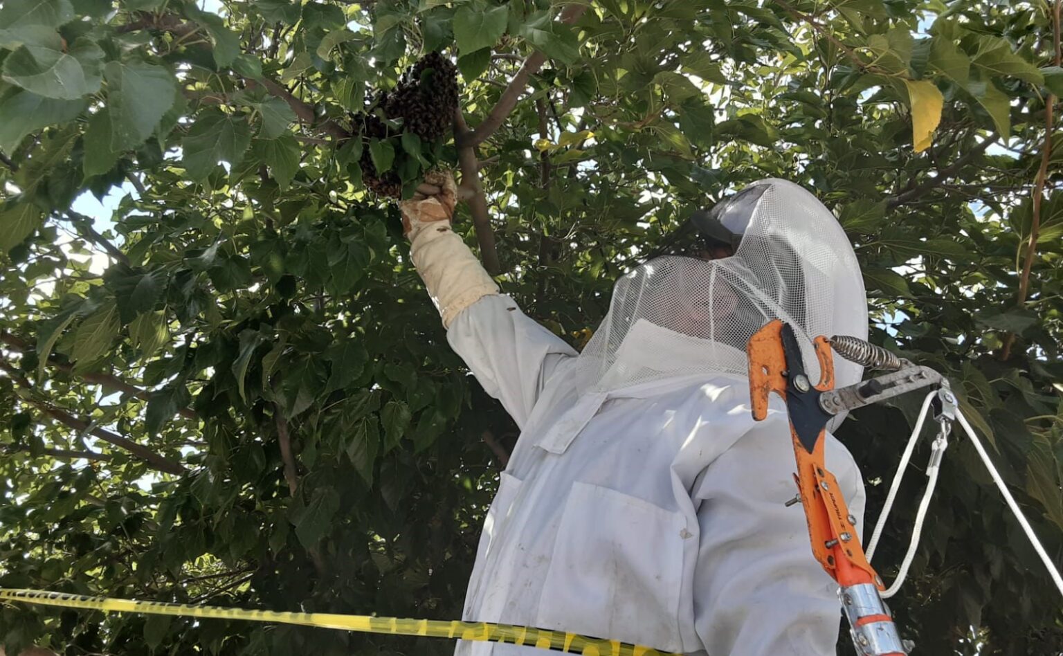 REUBICAN GUARDIANES ECOLÓGICOS A MÁS DE 5 MIL ABEJAS