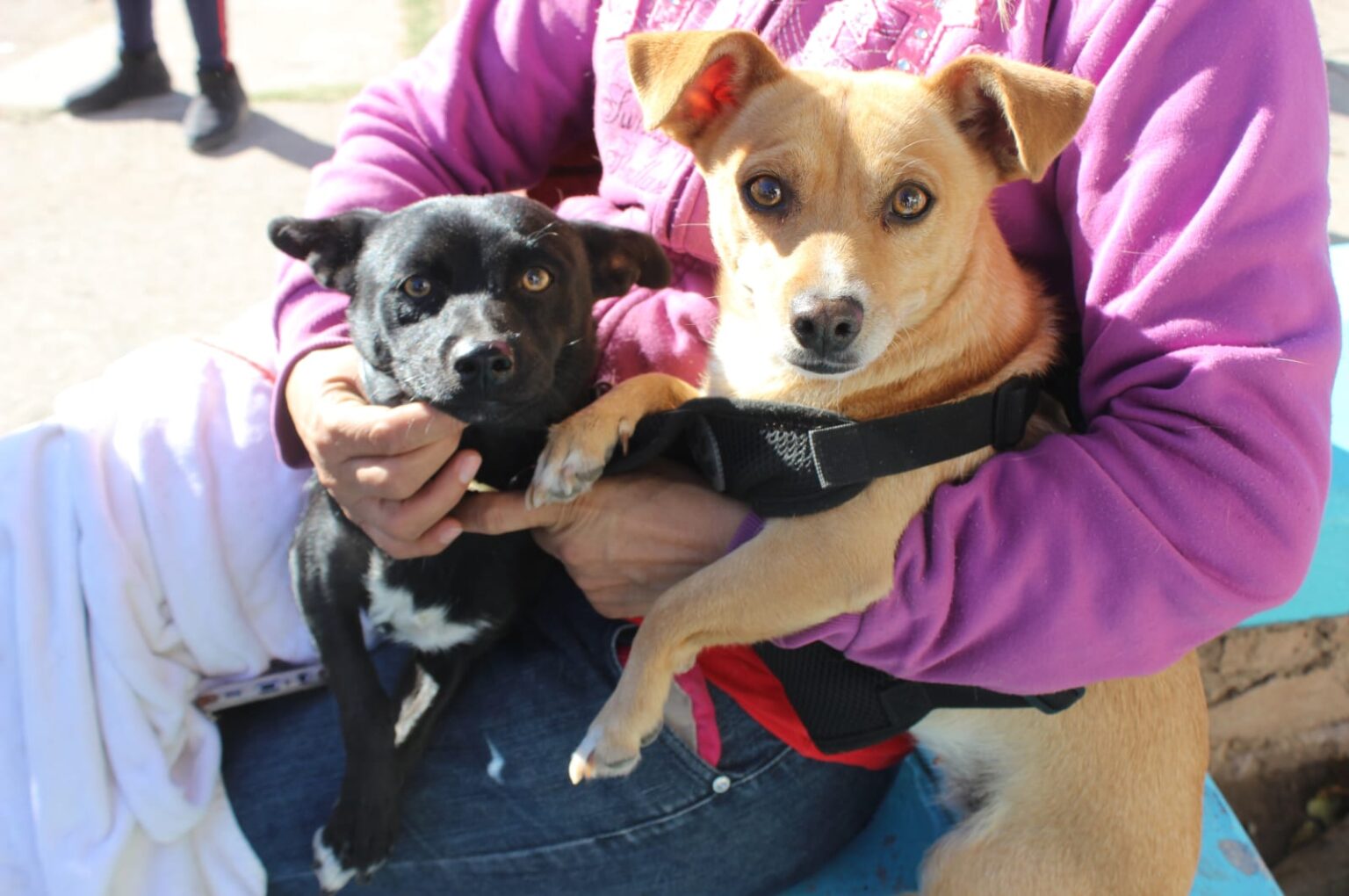 HABRÁ SERVICIO DE ESTERILIZACIÓN A MASCOTAS EN LA SANTA ROSA, CHIHUAHUA 2000 Y REVOLUCIÓN EN ENERO