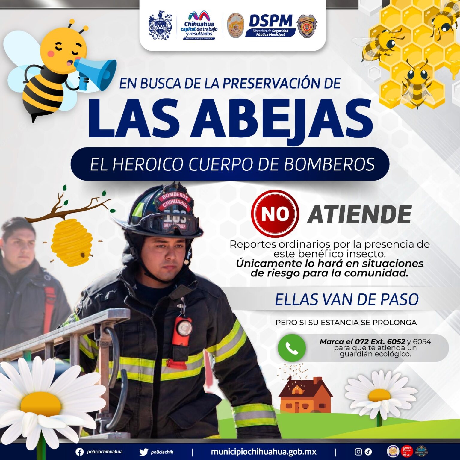 BOMBEROS ATENDERÁN REPORTES DE ABEJAS ÚNICAMENTE EN CASO DE PELIGRO INMINENTE