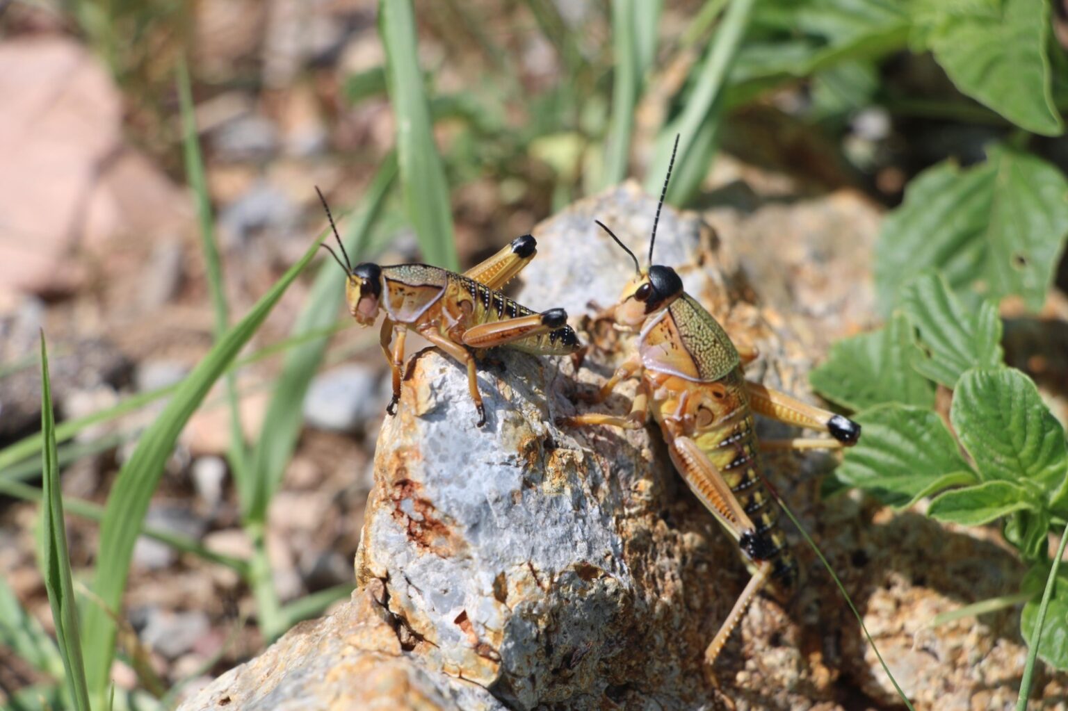 APLICAN ESTADO Y COMITÉ ESTATAL DE SANIDAD VEGETAL AGENTES BIOLÓGICOS PARA COMBATIR PLAGA DE CHAPULÍN