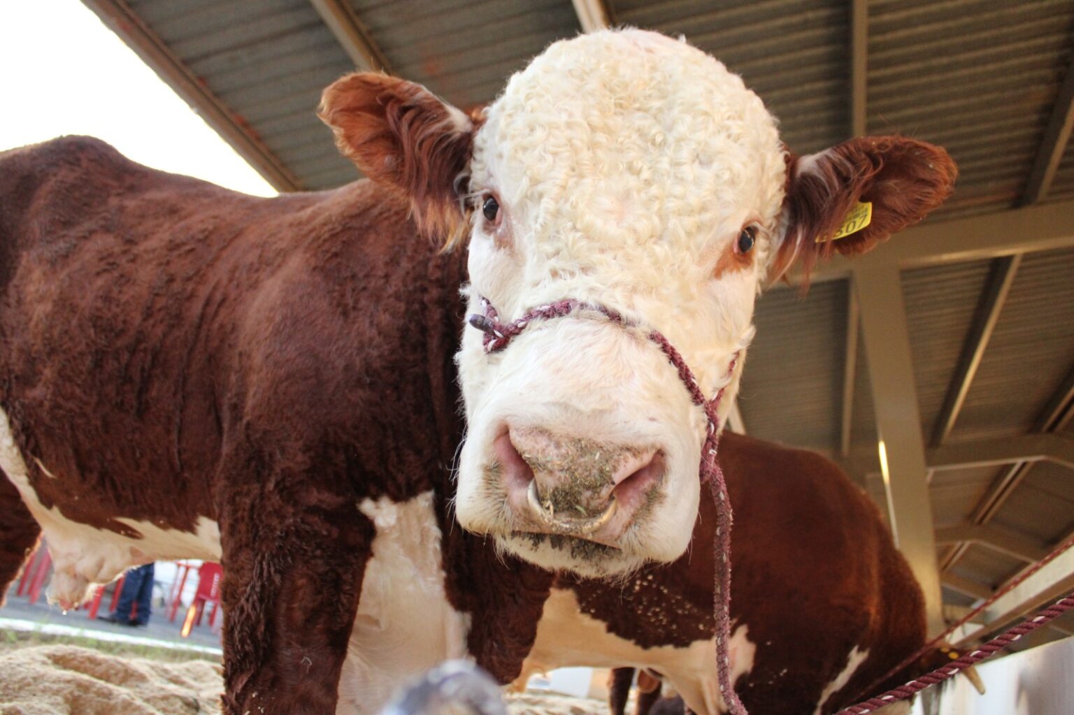 AUMENTA ESTADO PRESUPUESTO EN APOYO AL SECTOR GANADERO