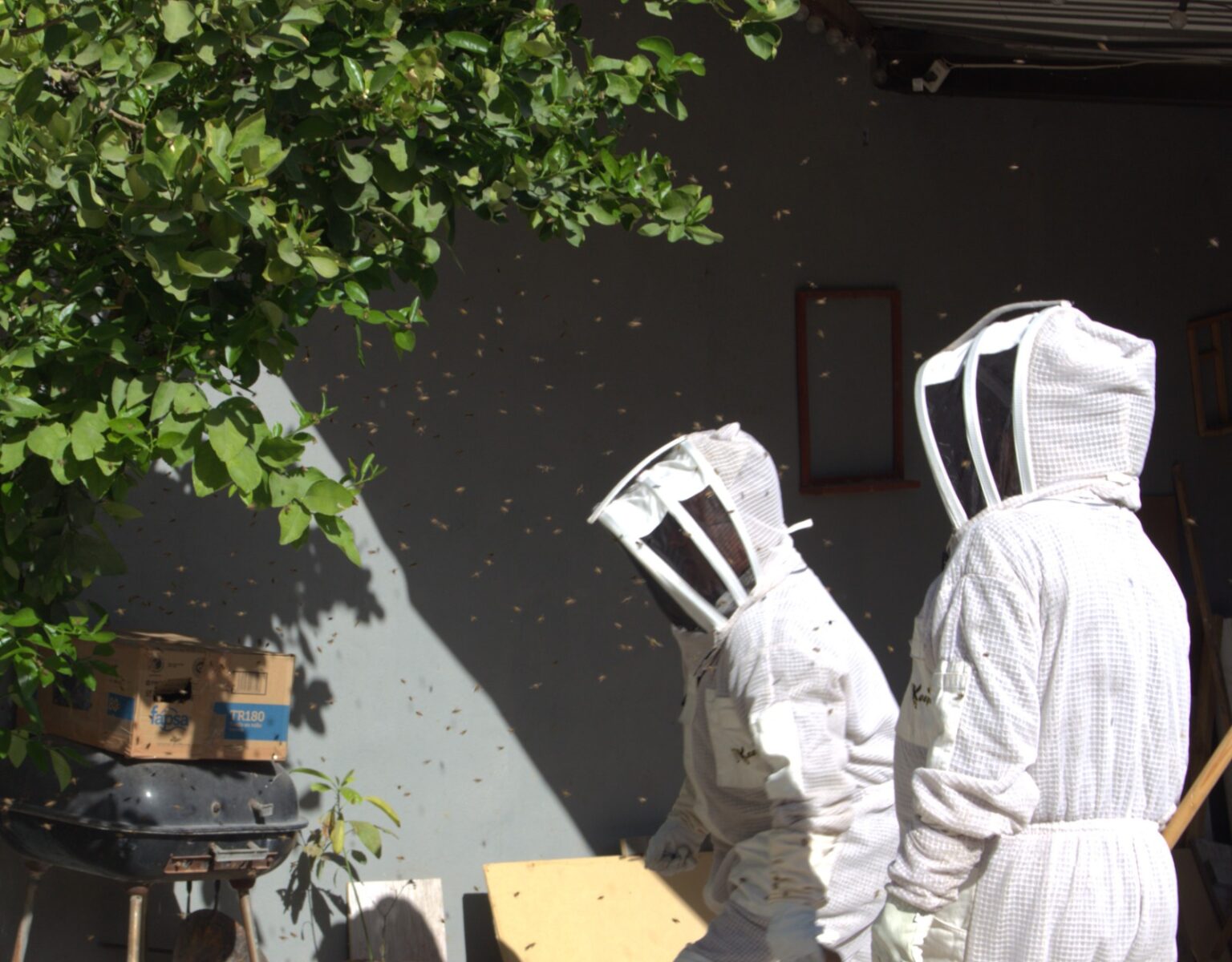 GUARDIANES ECOLÓGICOS RESCATAN Y REUBICAN A MÁS DE 20 MIL ABEJAS