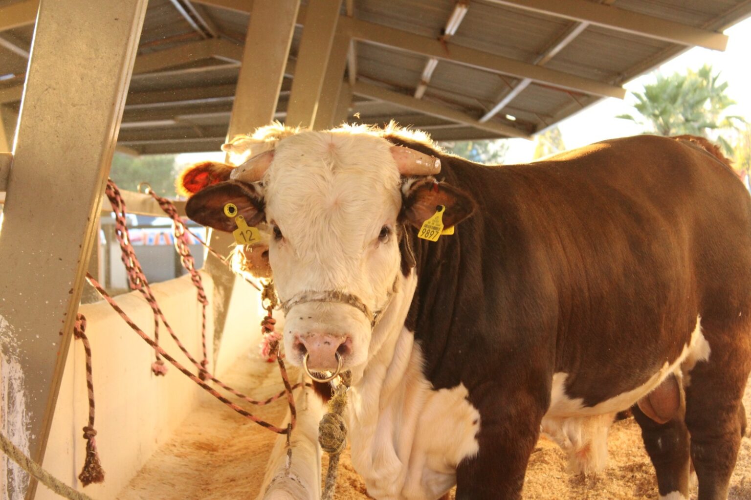 Lanza Secretaría de Desarrollo Rural convocatoria para apoyar a productores ganaderos
