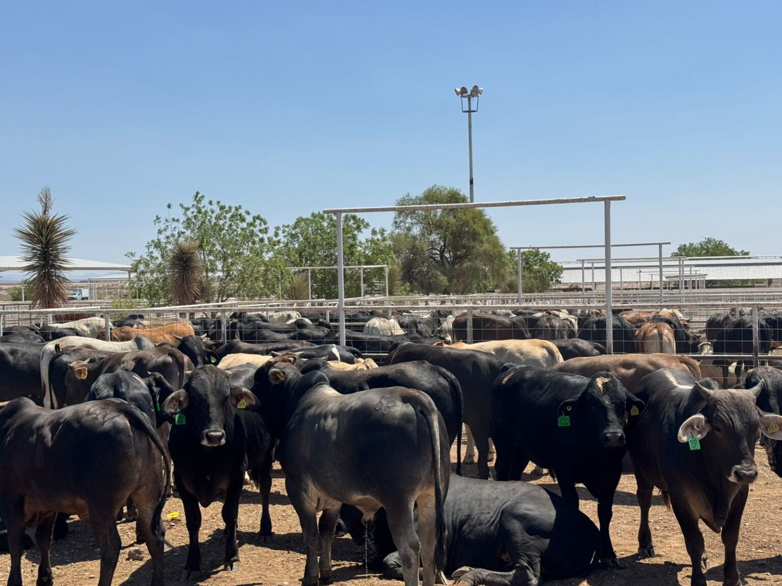 Chihuahua se suma a propuesta de crear cinturones sanitarios para fortalecer la sanidad del ganado