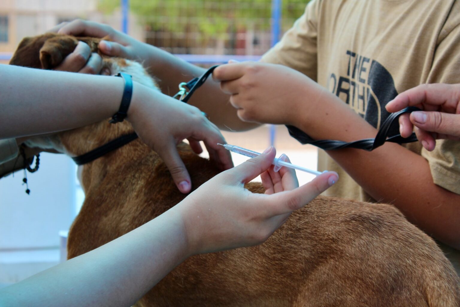 Invita Municipio a vacunar y desparasitar mascotas desde tu auto en Polideportivo