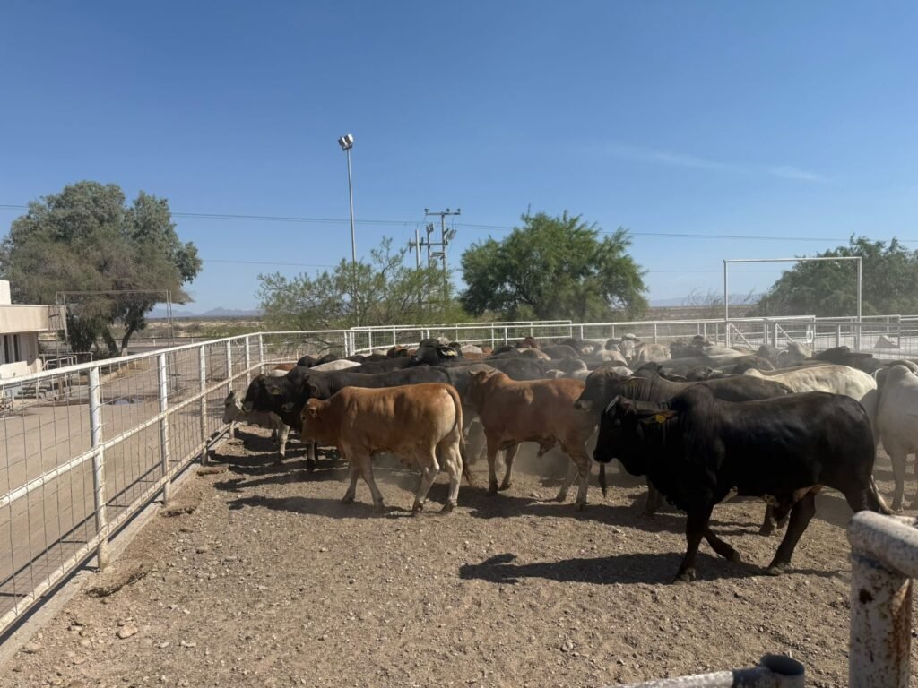 Se coordinan Estado y Senasica para garantizar movilidad y exportación de ganado mediante blindaje sanitario