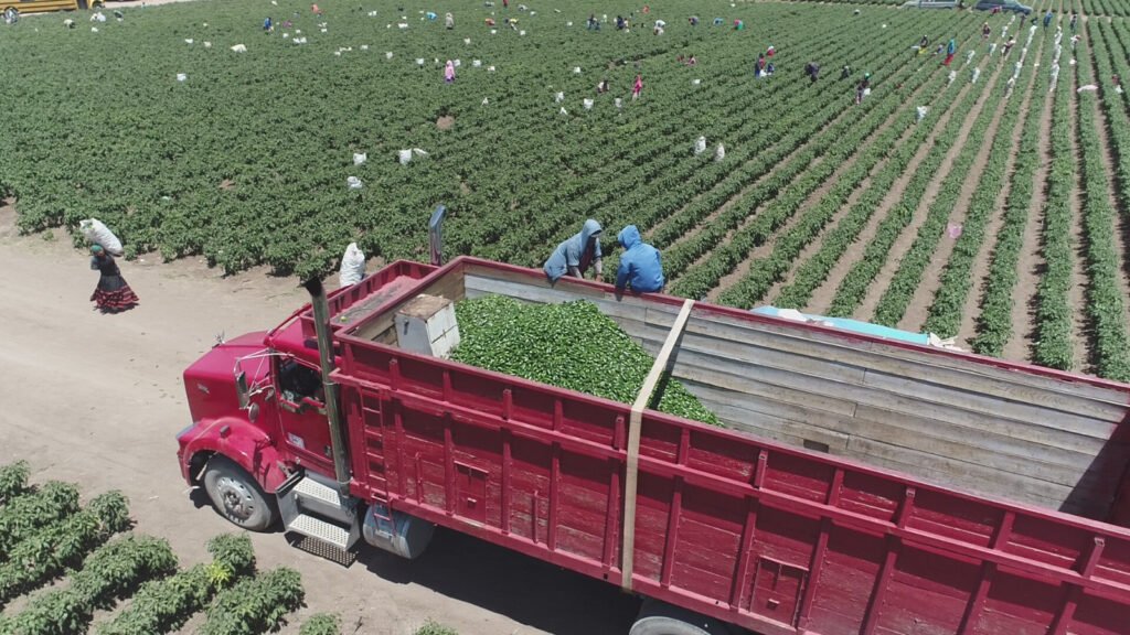 Impulsa SIDE procedimiento para obtener el distintivo Indicación Geográfica para el chile chipotle