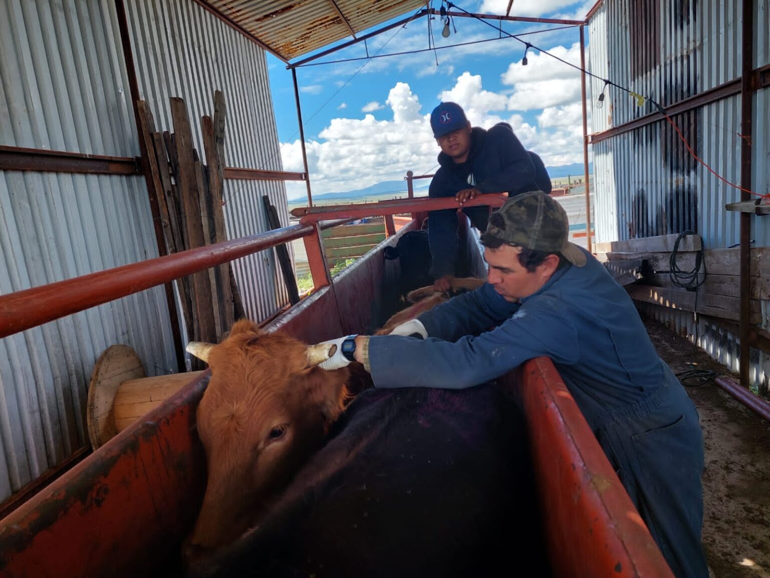 Abre SDR convocatoria de apoyos para la inseminación artificial de bovinos
