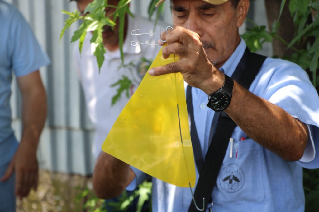 Colocan primeras 500 trampas para detectar a la mosca portadora del GBG