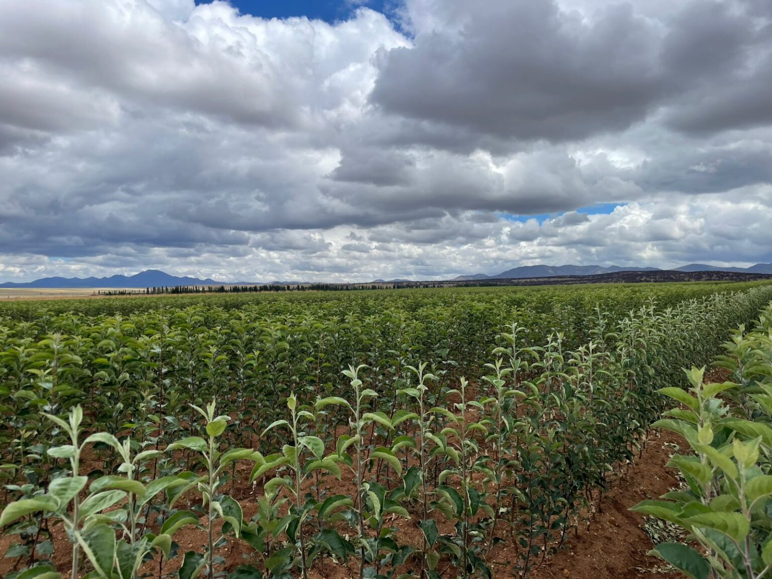 Impulsa SDR la producción de manzanas a través del Vivero Estatal