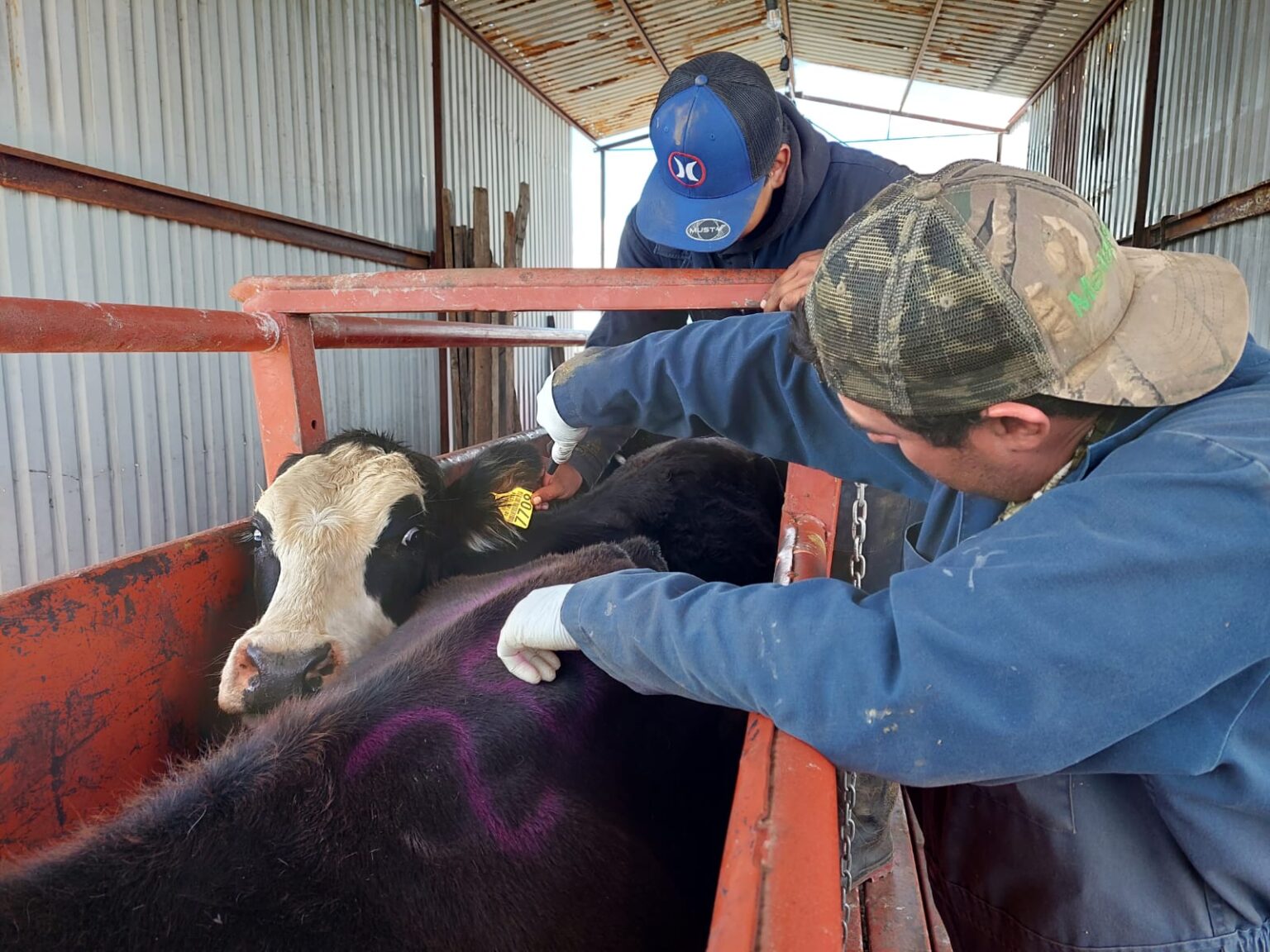 Refuerza Gobierno del Estado acciones sanitarias vs la tuberculosis bovina