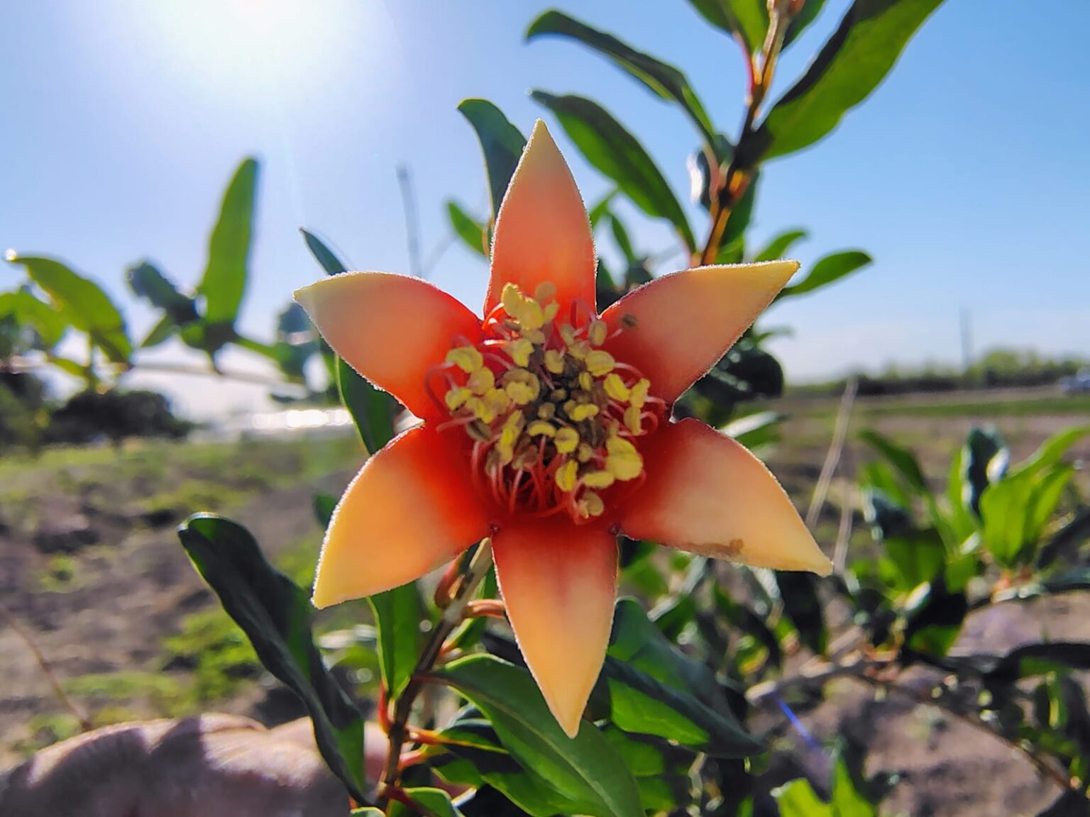FCAyF de la UACH promueve el cultivo de granada frente a la escasez hídrica en Chihuahua.