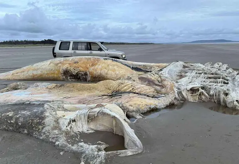 Encuentran el cadáver de una misteriosa criatura marina en una playa de Reino Unido