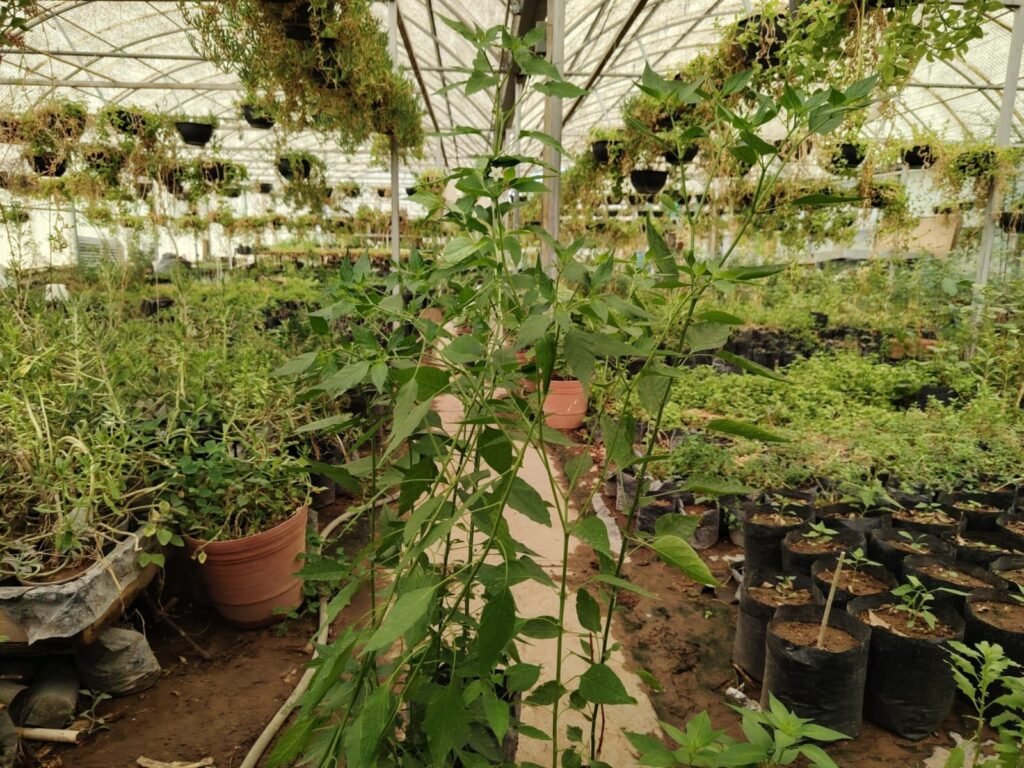 FACIATEC-UACH ofrece venta de plantas en su vivero.