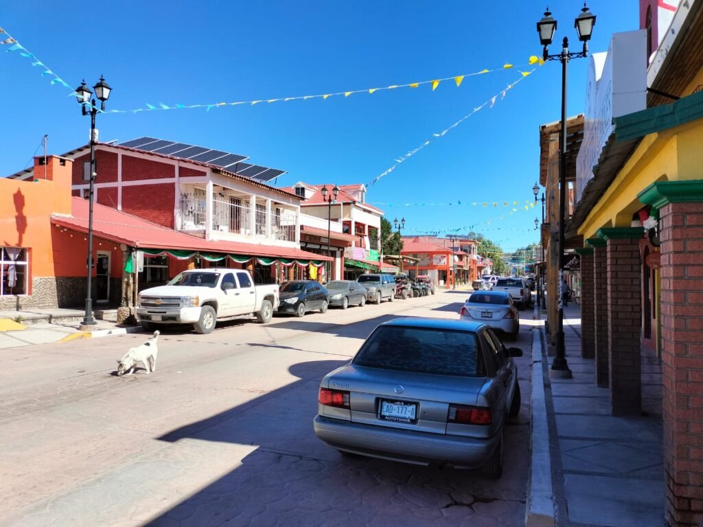 Solicitan plan integral de manejo humanitario de perros en situación de calle en localidad de Creel