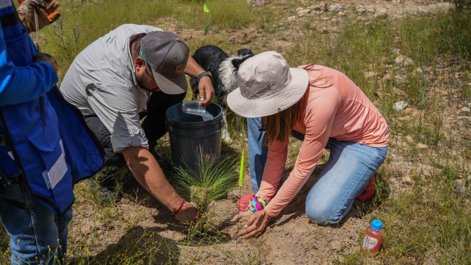Plantan más de 4 mil árboles en el Parque Nacional Cumbres de Majalca