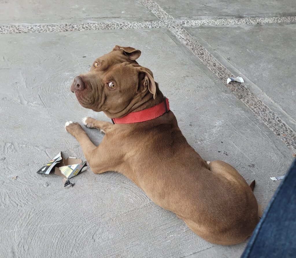 ¿Por qué los perros ladran a unas personas y a otras no? Esta es la razón de su comportamiento