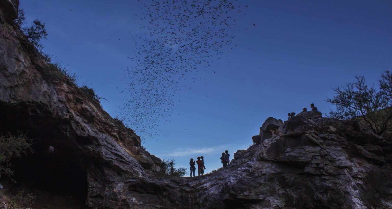 Hoy comienza el Bat Weekend en Santa Eulalia