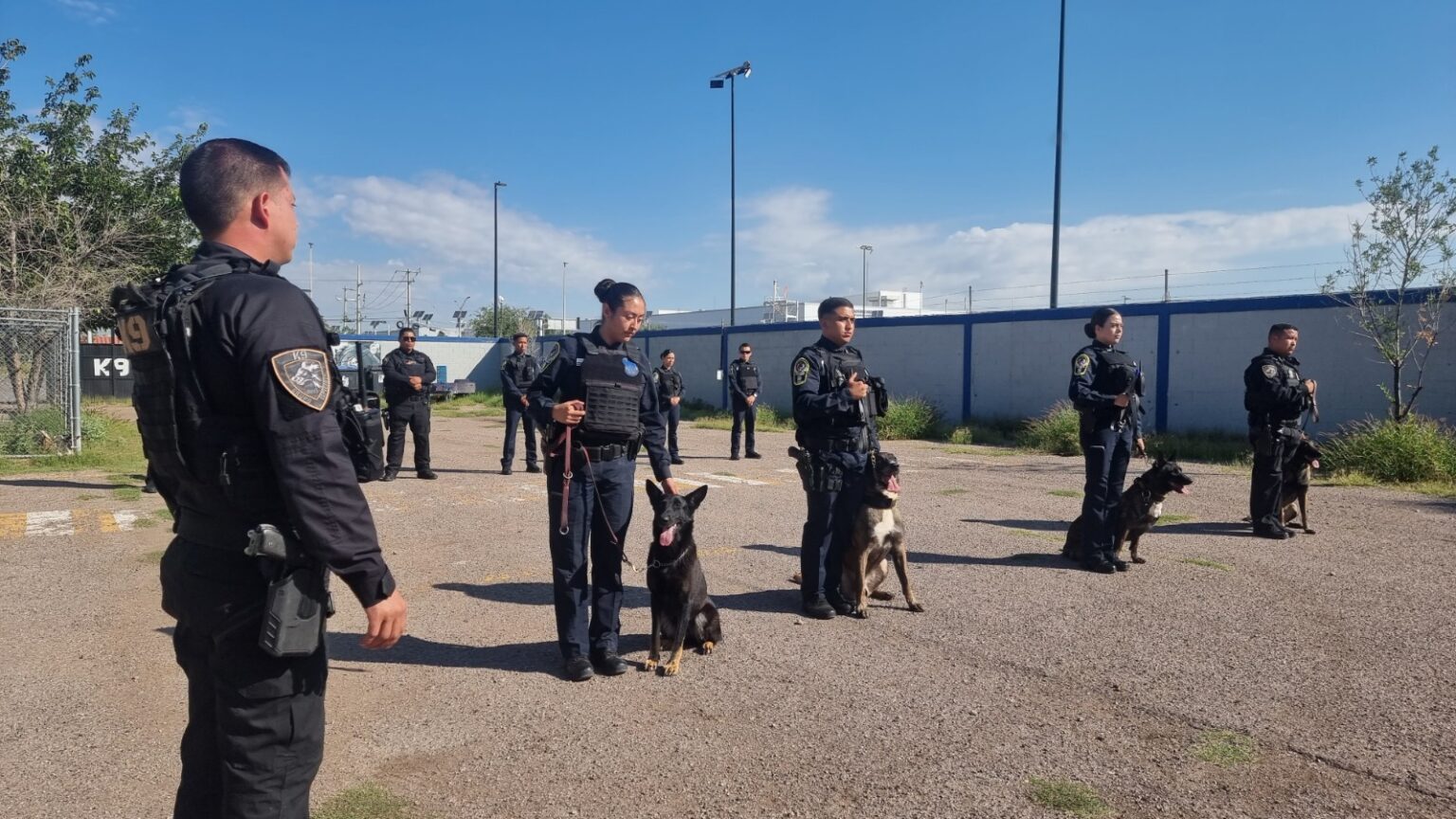 Perros policía de la DSPM, aliados en la prevención del delito