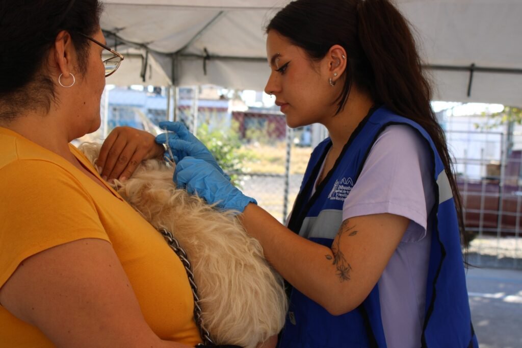 Más de 600 servicios de salud para perros y gatos brindó Municipio en colonia Bellavista