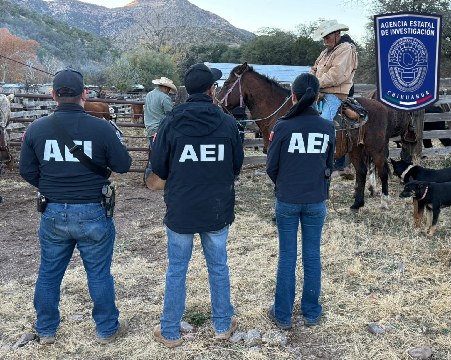 Recupera Fiscalía Noroeste 37 cabezas de ganado robadas en Janos