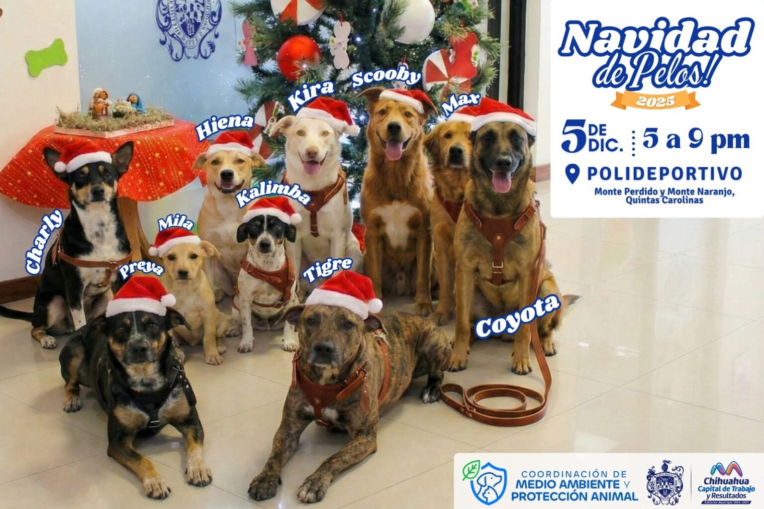 Invita Municipio a vivir una “Navidad de Pelos” y brindar un hogar a perritos rescatados