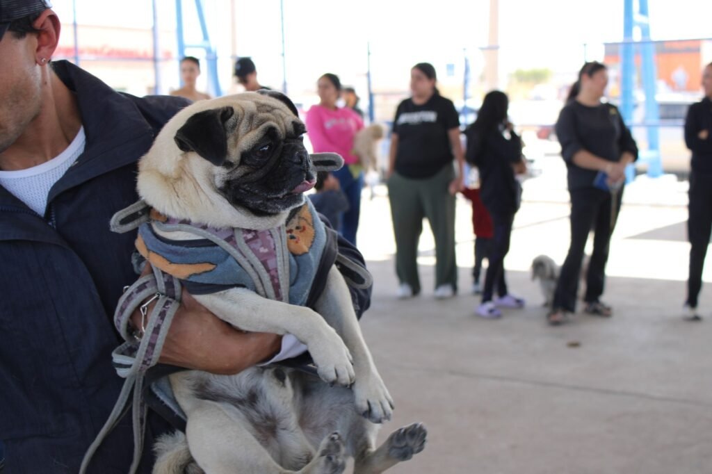 Acerca Municipio servicios gratuitos para animales de compañía a familias de Riberas de Sacramento