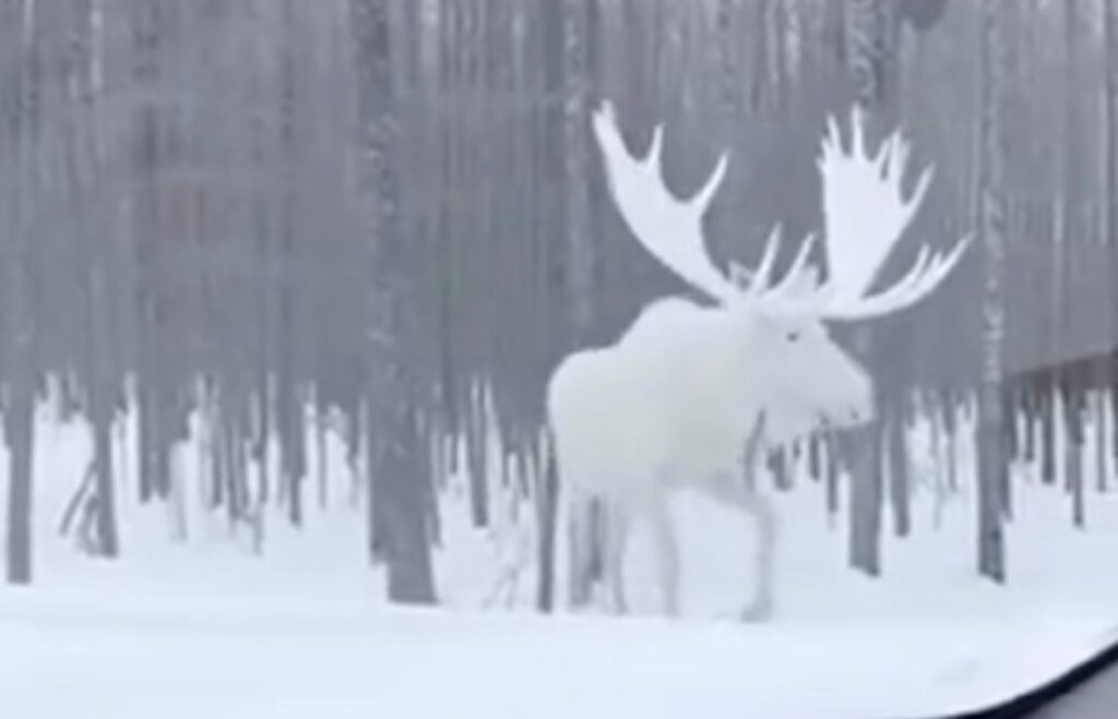 Video de un alce blanco en Canadá causa asombro en redes sociales
