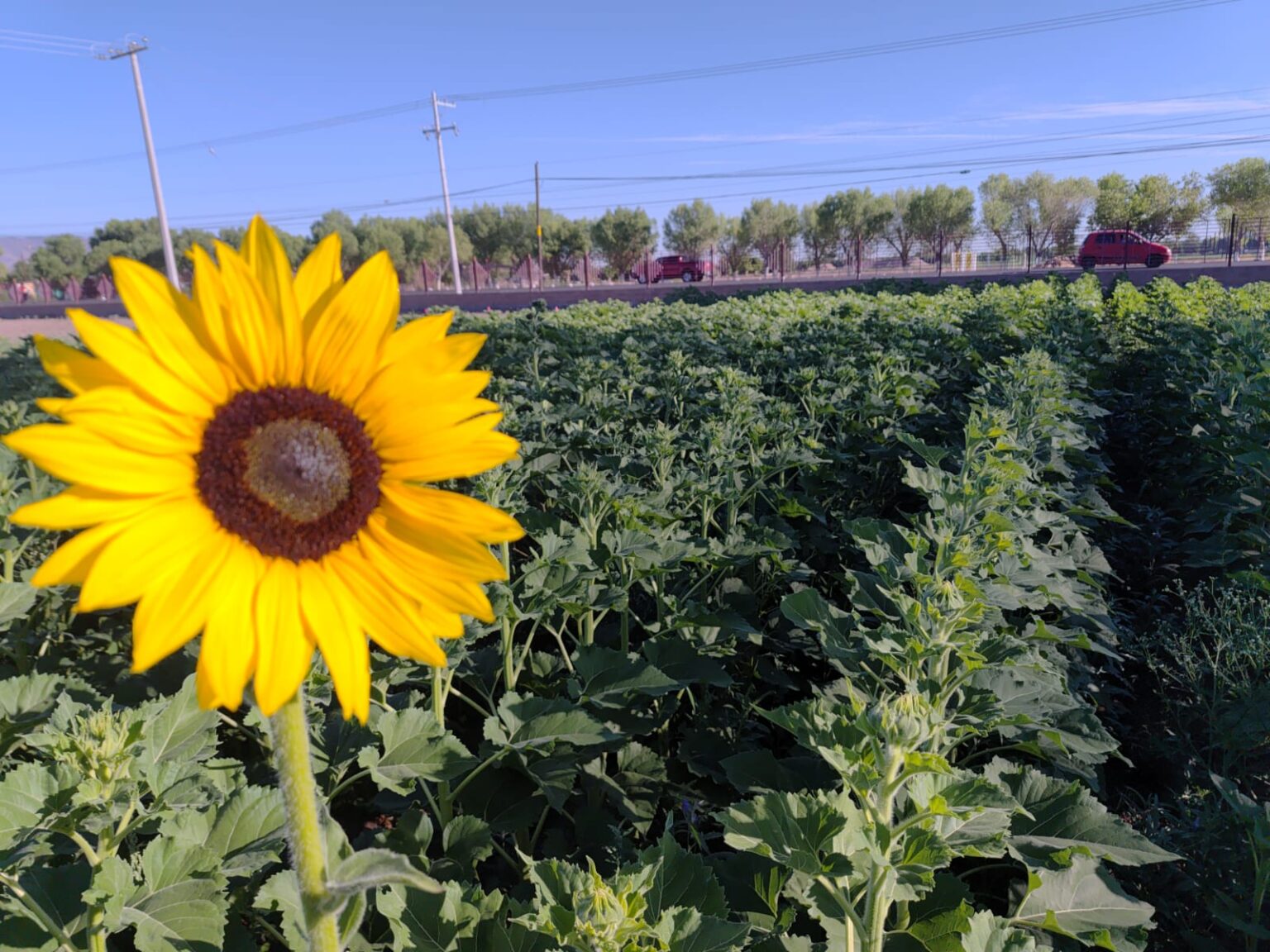FCAyF–UACH impulsa el uso de semillas nativas para el ahorro de agua.
