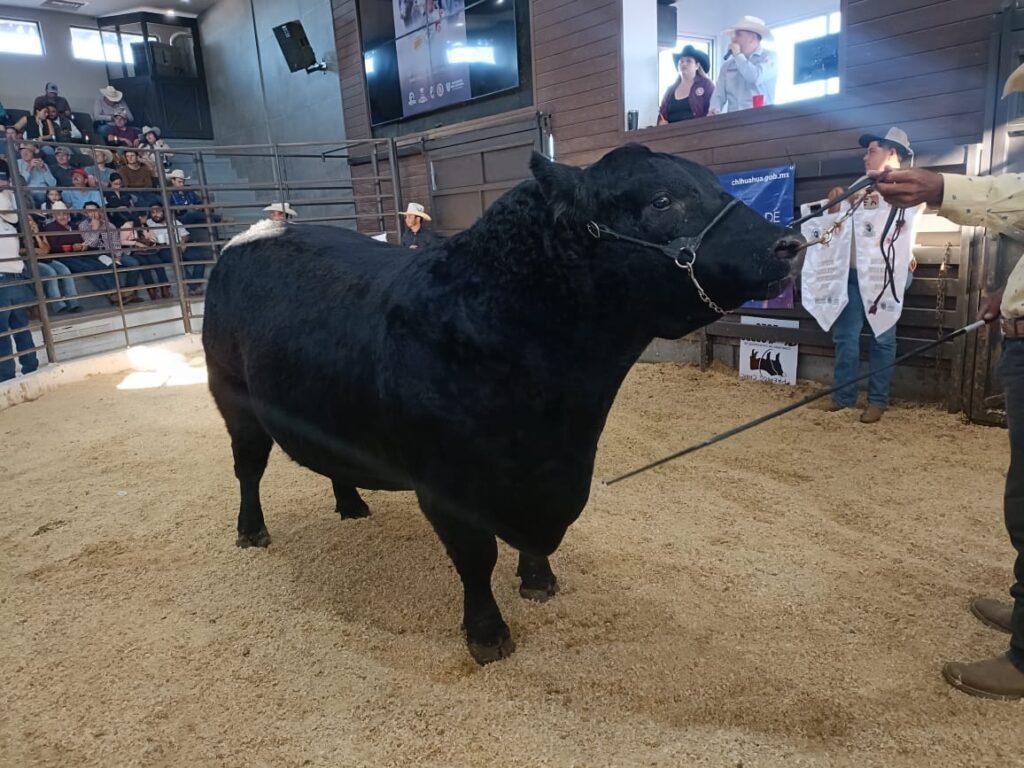 Presenta SDR convocatoria para proyecto de engorda y subasta de novillo gordo