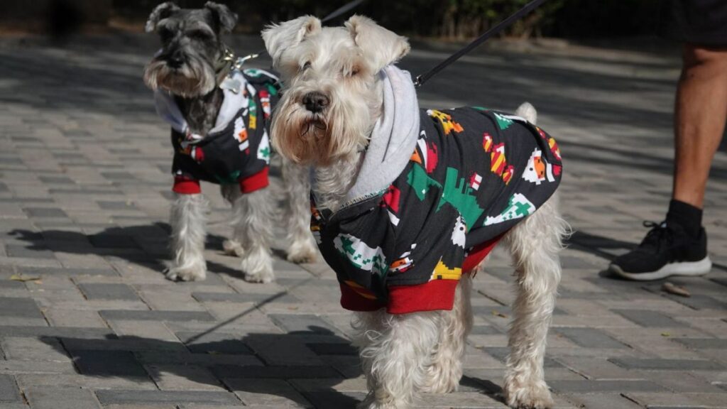 Cómo mantener seguras a tus mascotas en esta temporada de frío