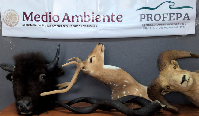 Asegura Profepa ejemplares de vida silvestre disecados en Chihuahua