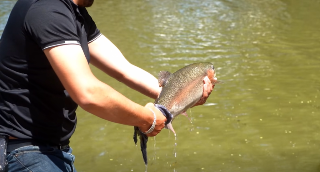 Liberan truchas para curso de pesca en Guachochi