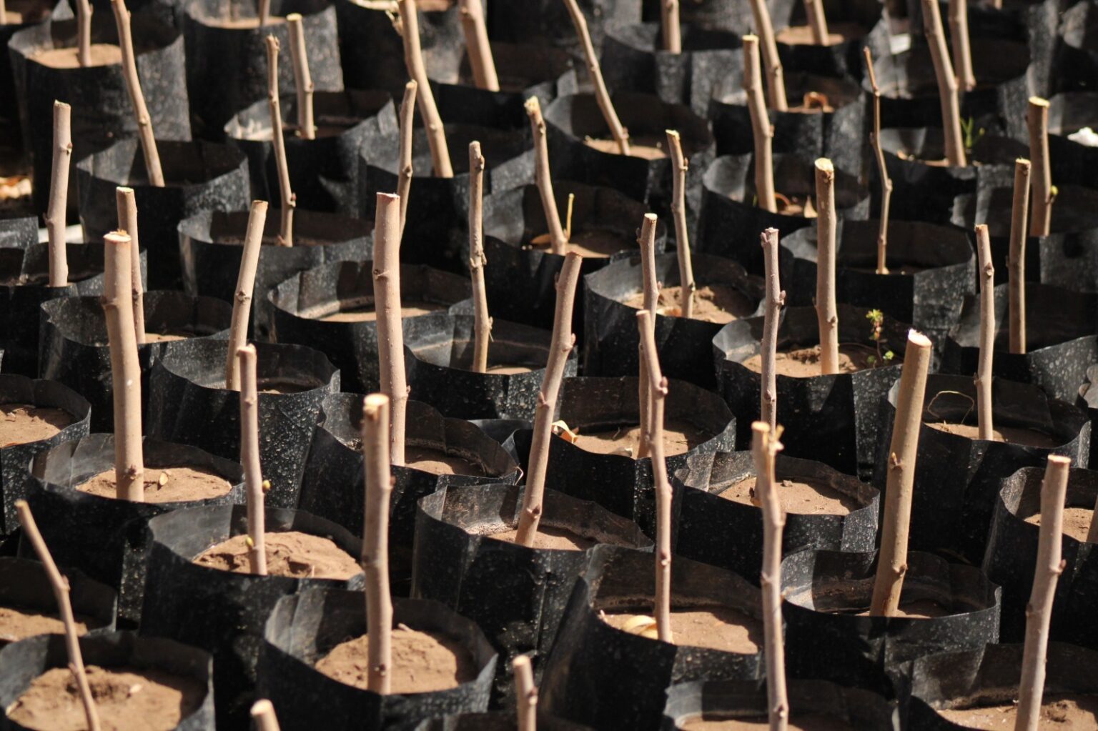 Publica SDR convocatoria para adquirir árboles frutales