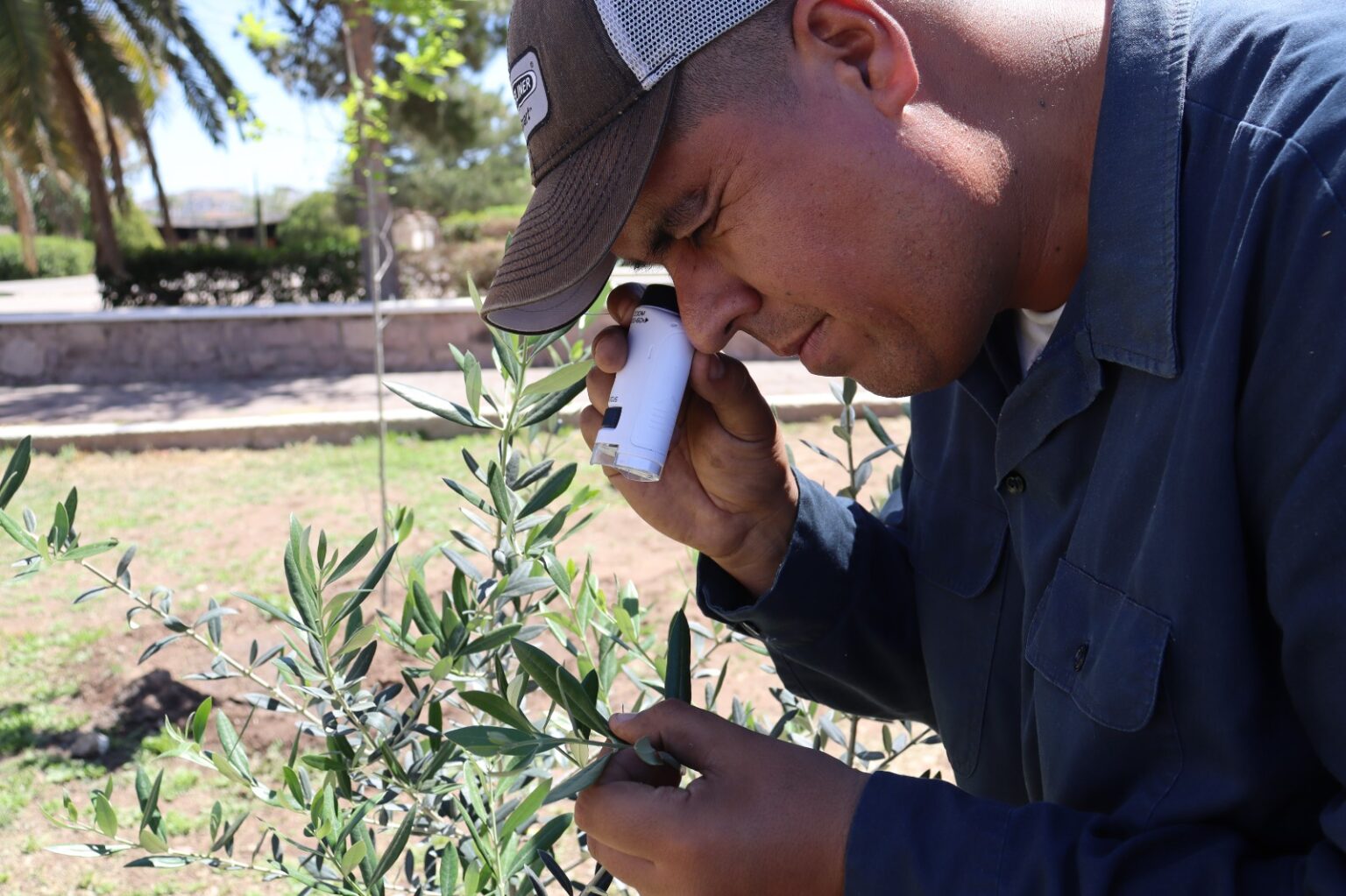 Gobierno Municipal emite recomendaciones para el cuidado de los árboles durante la primavera