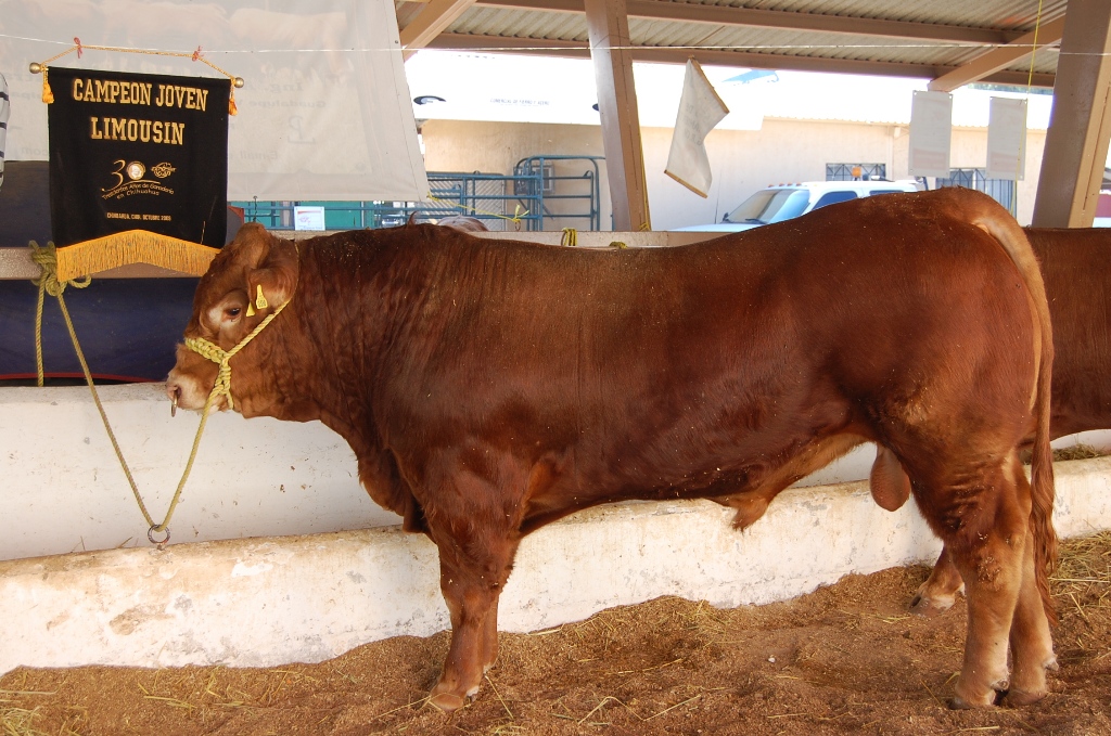 Abren apoyo para inseminación artificial en Chihuahua con subsidio de hasta 600 pesos por vientre