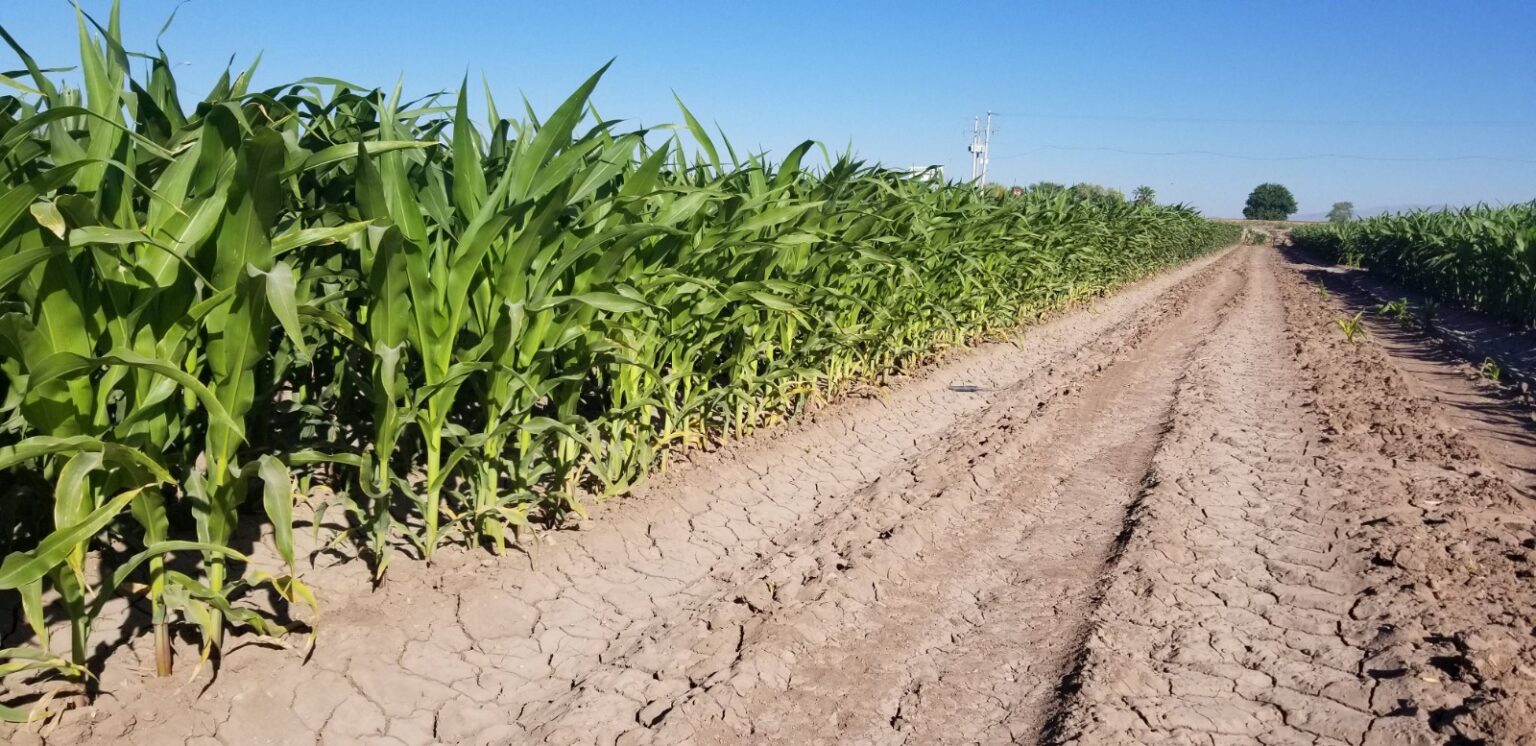 Agricultores de riego ya pueden tramitar el apoyo de fertilizante para sus siembras
