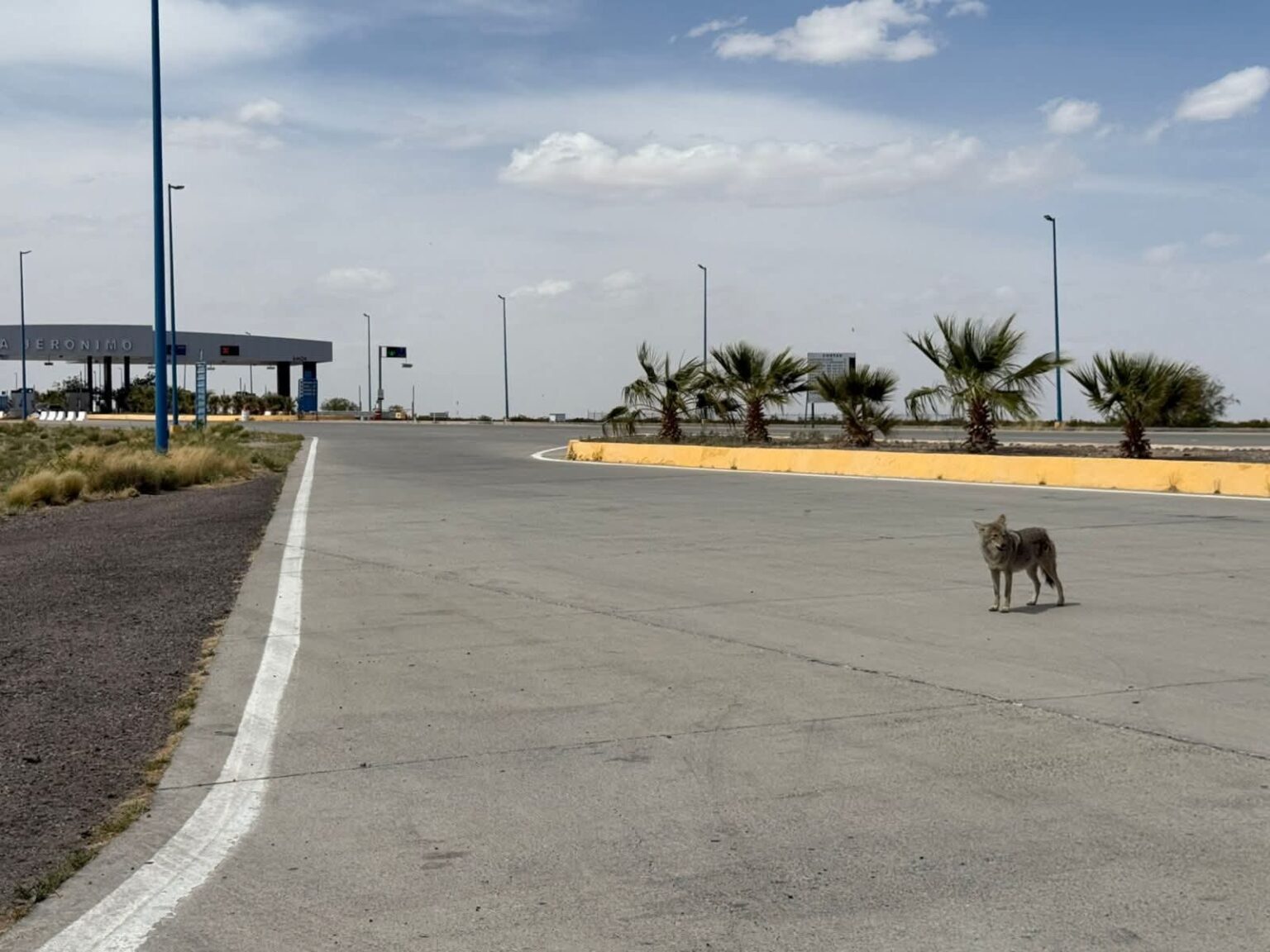 Avistan a un coyote en la inmediaciones de la caseta de Santa Teresa