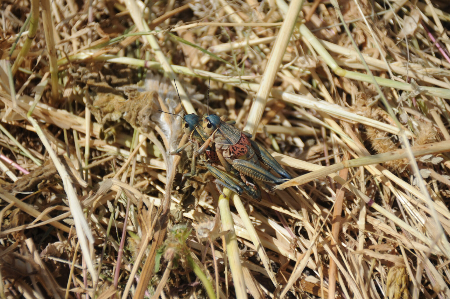 Especialista de la UACH explica la importancia ecológica de los chapulines