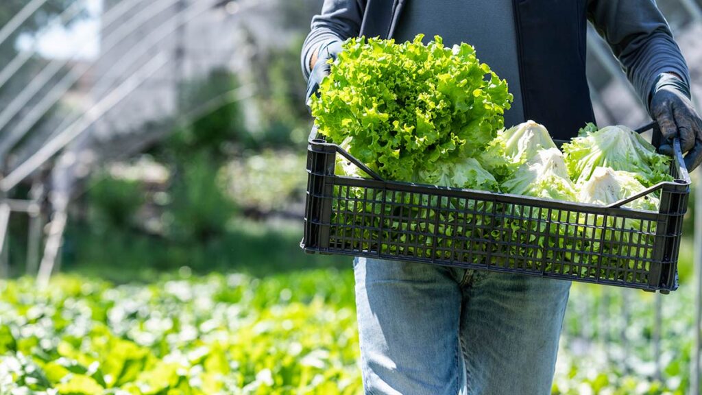 México investiga brote de ciclosporiasis vinculado a lechuga; analizan cadena de suministro