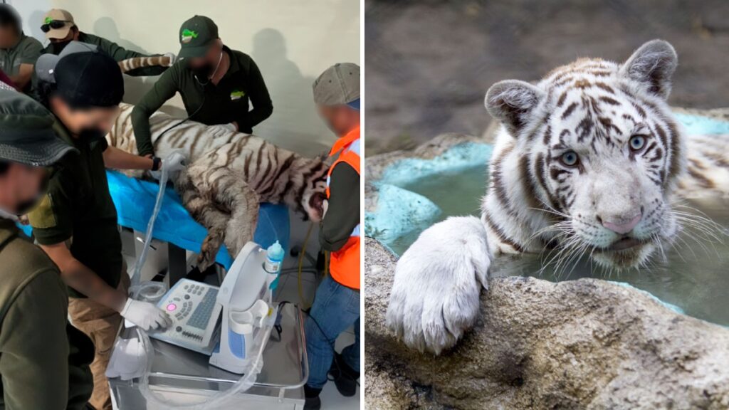 ¿Cómo murió Kenzo, el tigre de Bengala que escapó en Tepetlaoxtoc?