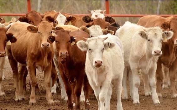 Sonora retoma exportación de ganado a Estados Unidos con mayor inspección sanitaria